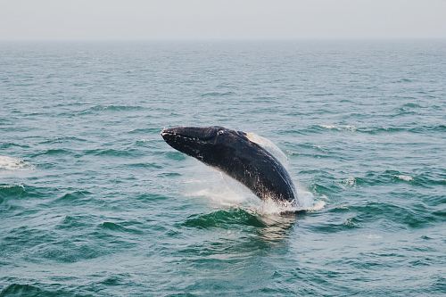 humpback whale above body of water